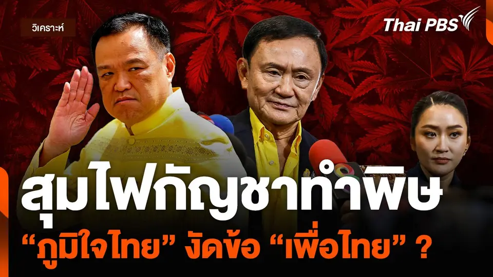 วิเคราะห์ : สุมไฟกัญชาทำพิษ “ภูมิใจไทย” งัดข้อ “เพื่อไทย” ?