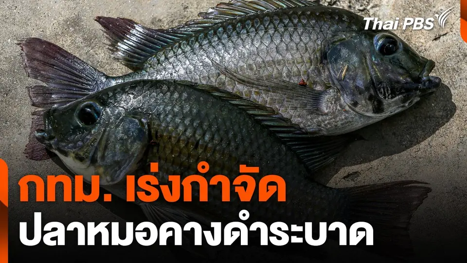 กทม. เร่งกำจัด "ปลาหมอคางดำ" ระบาด