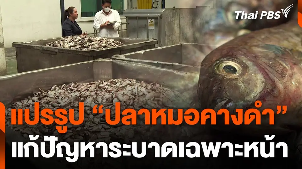 แปรรูป "ปลาหมอคางดำ" แก้ปัญหาระบาดเฉพาะหน้า