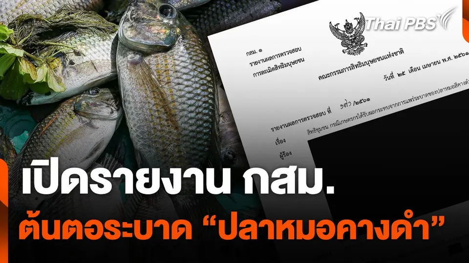 เปิดรายงาน กสม. ต้นตอระบาด "ปลาหมอคางดำ"