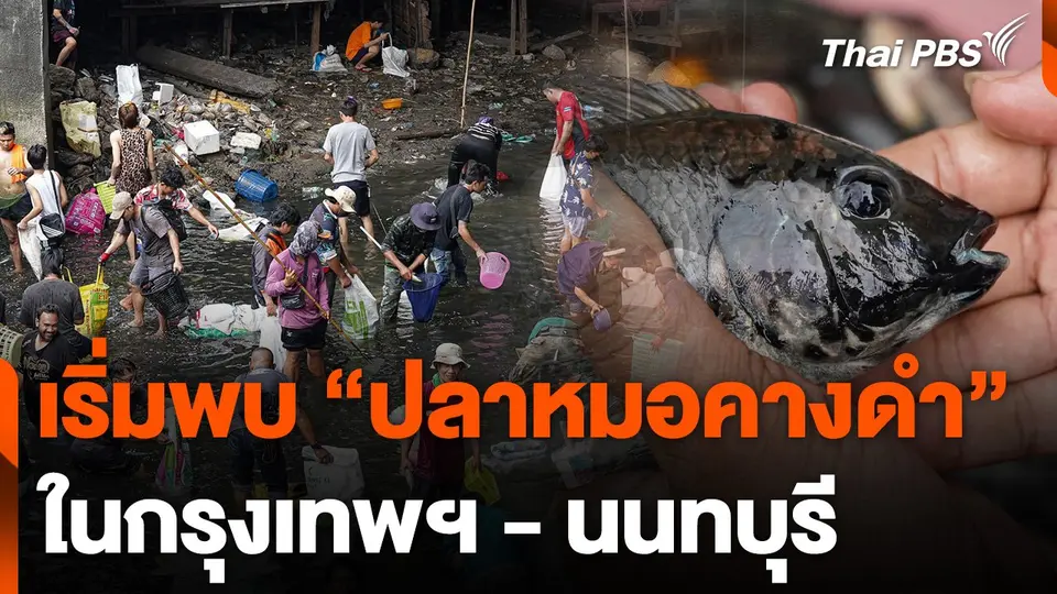 เริ่มพบ "ปลาหมอคางดำ" ใน กทม.-นนทบุรี