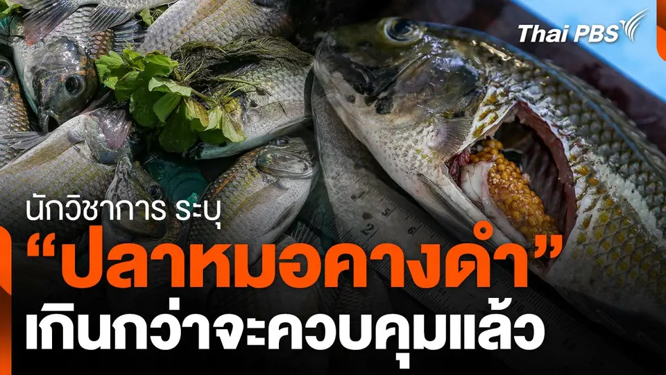 นักวิชาการระบุ "ปลาหมอคางดำ" เกินกว่าจะควบคุม
