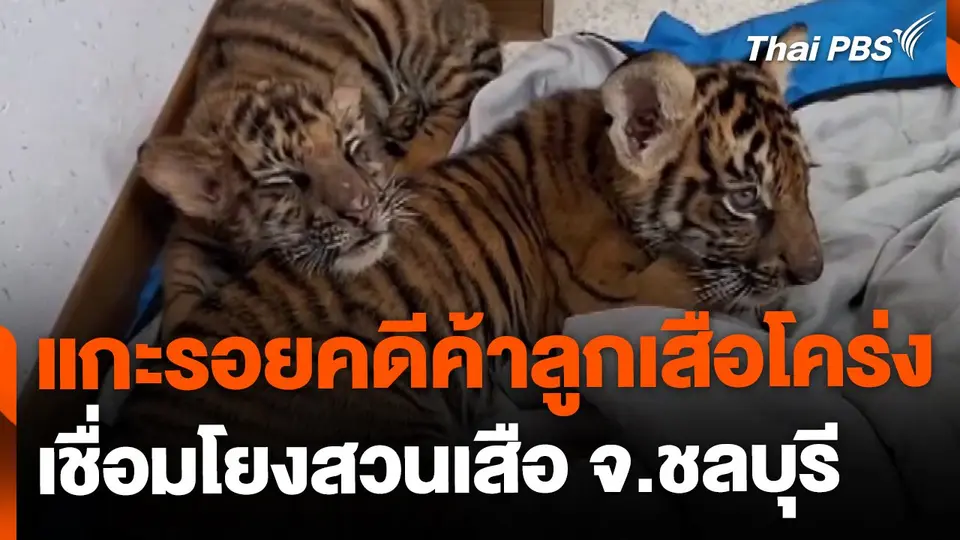 แกะรอยคดีค้าลูกเสือโคร่ง เชื่อมโยงสวนเสือ จ.ชลบุรี