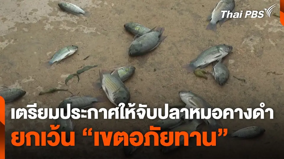 เตรียมประกาศให้จับปลาหมอคางดำ ยกเว้น "เขตอภัยทาน"