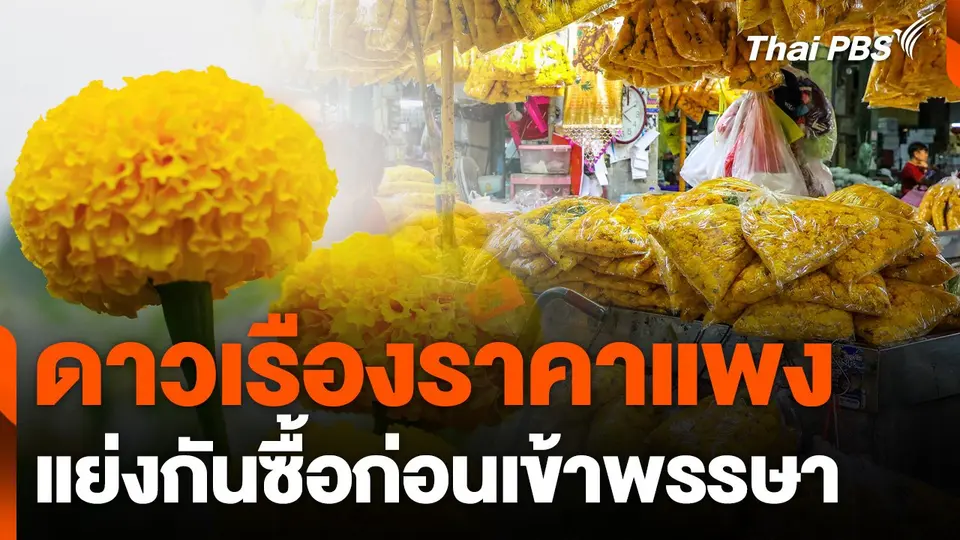 ดาวเรืองราคาแพงแย่งกันซื้อก่อนเข้าพรรษา