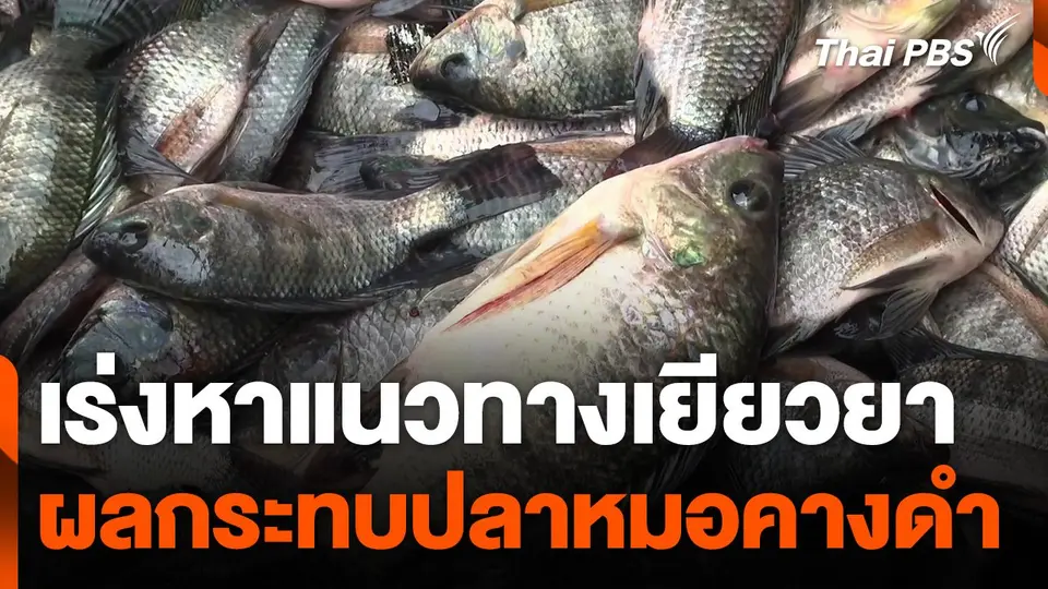 เร่งเยียวยาผลกระทบปลาหมอคางดำ