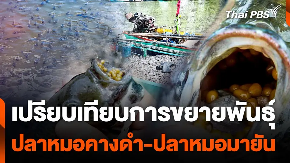เปรียบเทียบการขยายพันธุ์ "ปลาหมอคางดำ-ปลาหมอมายัน"