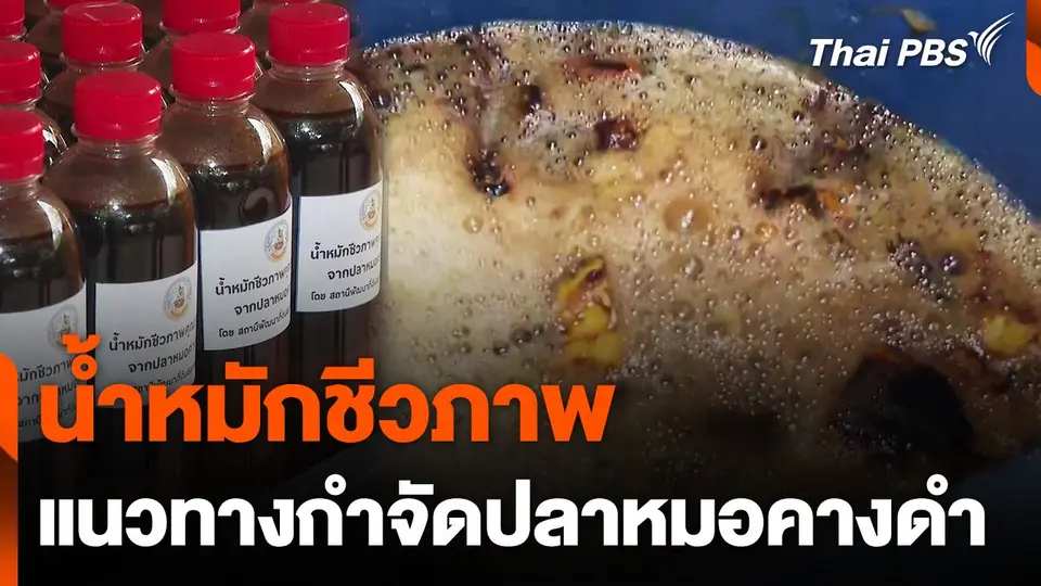 น้ำหมักชีวภาพ แนวทางกำจัดปลาหมอคางดำ