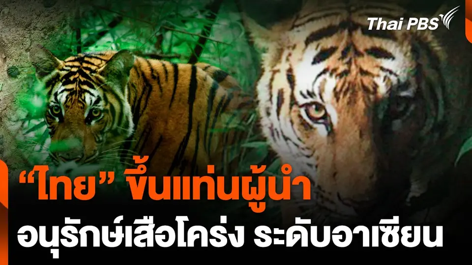 "ไทย" ก้าวหน้าด้านการอนุรักษ์เสือโคร่ง