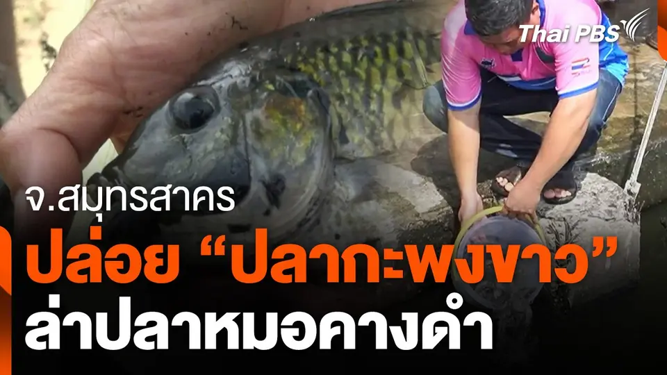 ปล่อย "ปลากะพงขาว" ล่าปลาหมอคางดำ จ.สมุทรสาคร