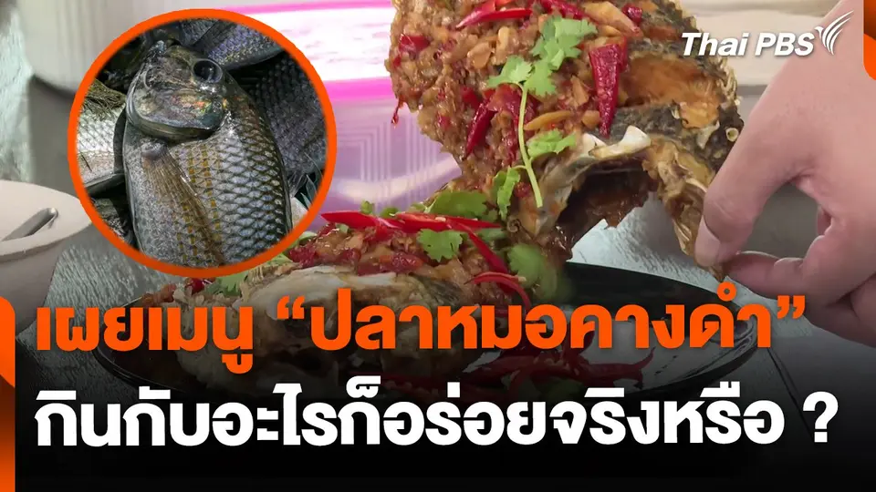เผยเมนู "ปลาหมอคางดำ" กินกับอะไรก็อร่อยจริงหรือ ?