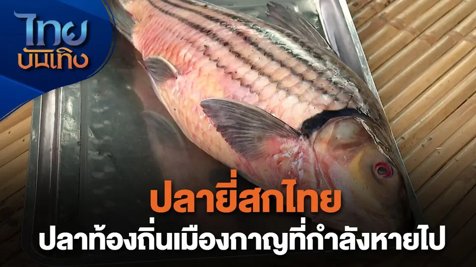 อิ่มมนต์รส : ปลายี่สกไทย ปลาท้องถิ่นเมืองกาญที่กำลังหายไป