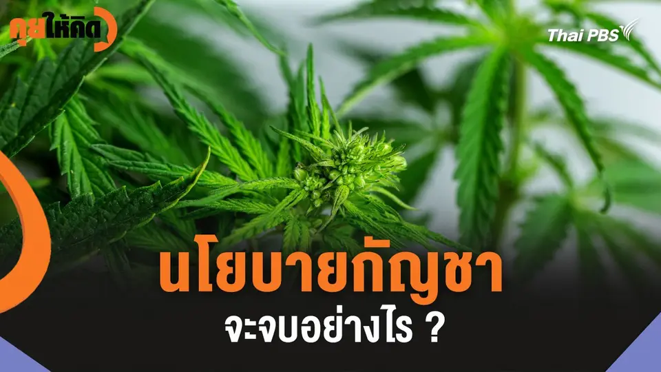 นโยบายกัญชาจะจบอย่างไร ?