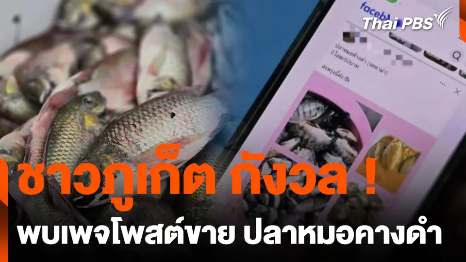 ชาวภูเก็ต กังวล ! พบเพจประกาศขาย ปลาหมอคางดำ.mp4