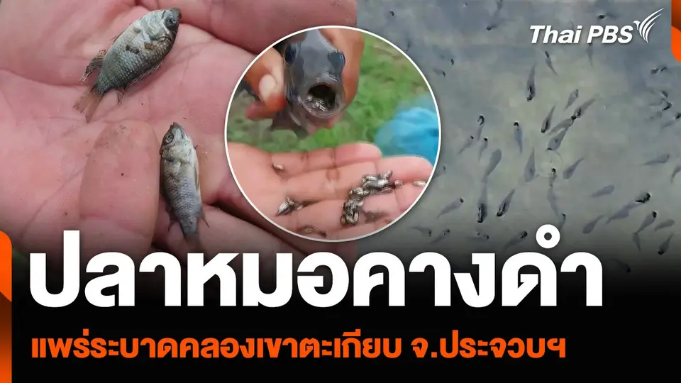 ปลาหมอคางดำ แพร่ระบาดคลองเขาตะเกียบ จ.ประจวบฯ