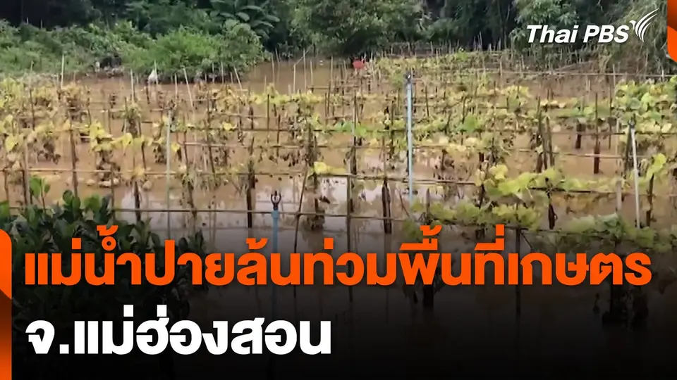 แม่น้ำปายล้นตลิ่งท่วมพื้นที่เกษตร จ.แม่ฮ่องสอน