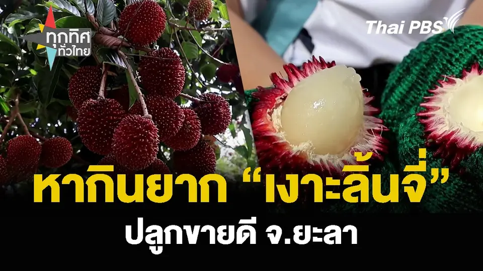 หากินยาก “เงาะลิ้นจี่” ปลูกขายดี จ.ยะลา