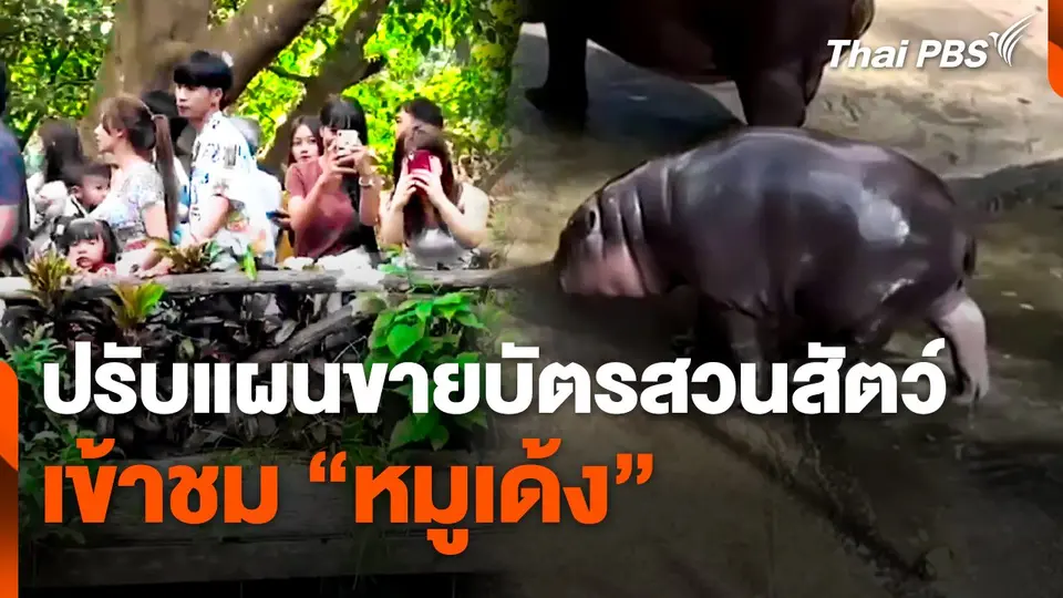 ปรับแผนขายบัตรสวนสัตว์เข้าชม "หมูเด้ง"