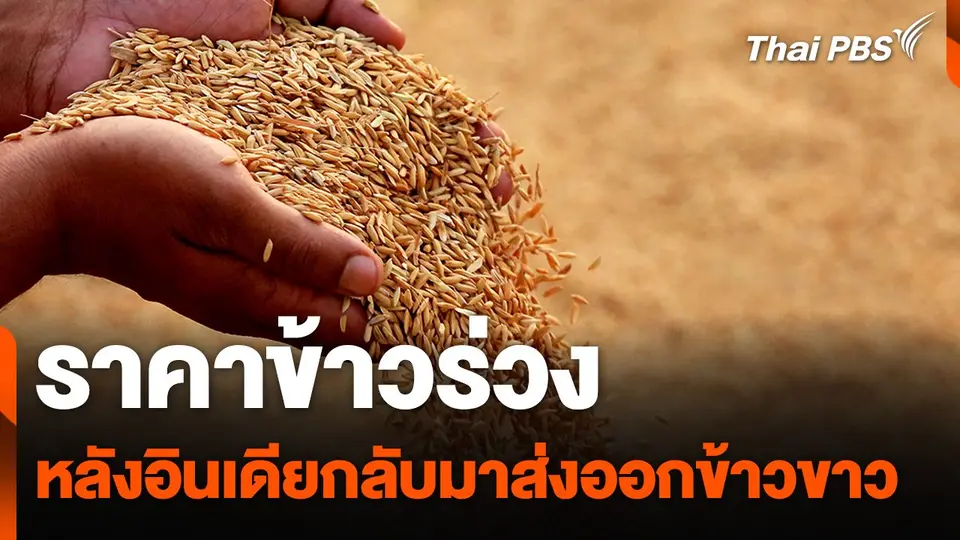 ราคาข้าวร่วง หลังอินเดียกลับมาส่งออกข้าวขาว