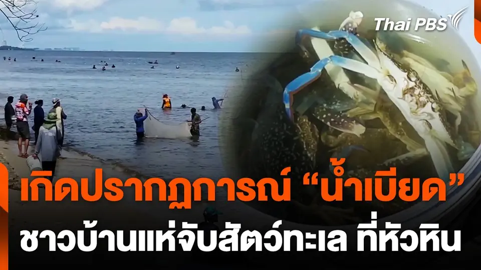 เกิดปรากฏการณ์ "น้ำเบียด" ชาวบ้านแห่จับสัตว์ทะเลแน่นหาดหัวหิน
