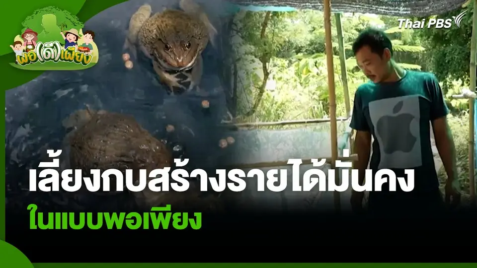 พอดีพอเพียง : เลี้ยงกบสร้างรายได้มั่นคงในแบบพอเพียง