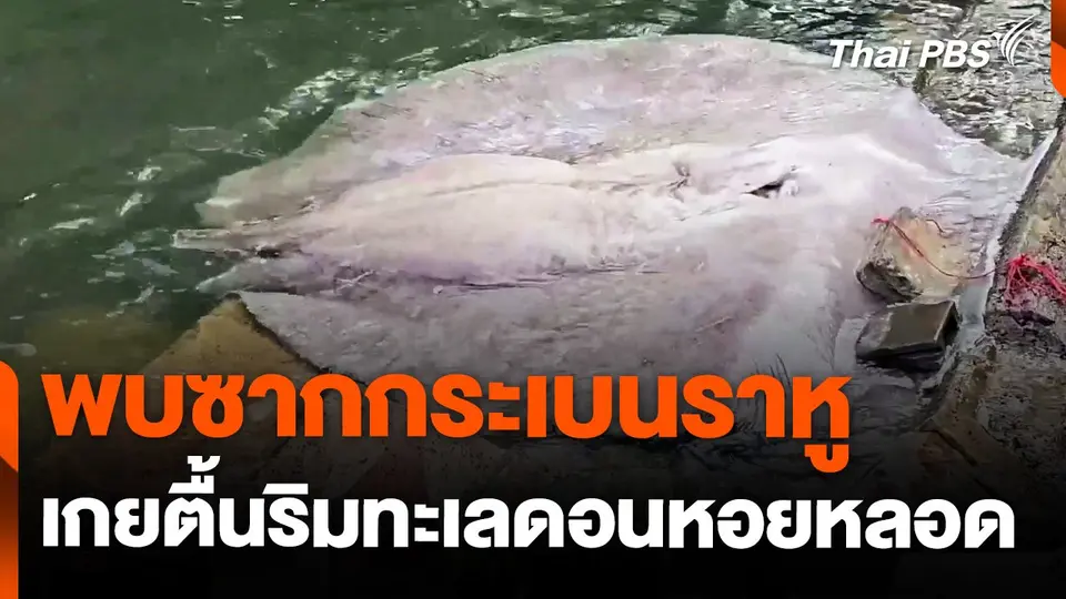 พบซาก "กระเบนราหู" ถูกตัดหาง เกยตื้นริมทะเลดอนหอยหลอด