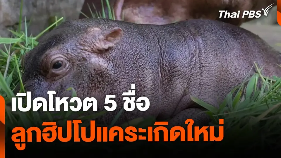 เปิดโหวต 5 ชื่อลูกฮิปโปแคระเกิดใหม่