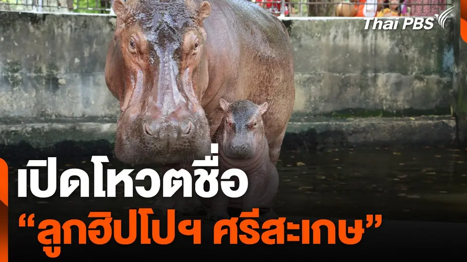 เปิดโหวตชื่อ "ลูกฮิปโปฯ ศรีสะเกษ"
