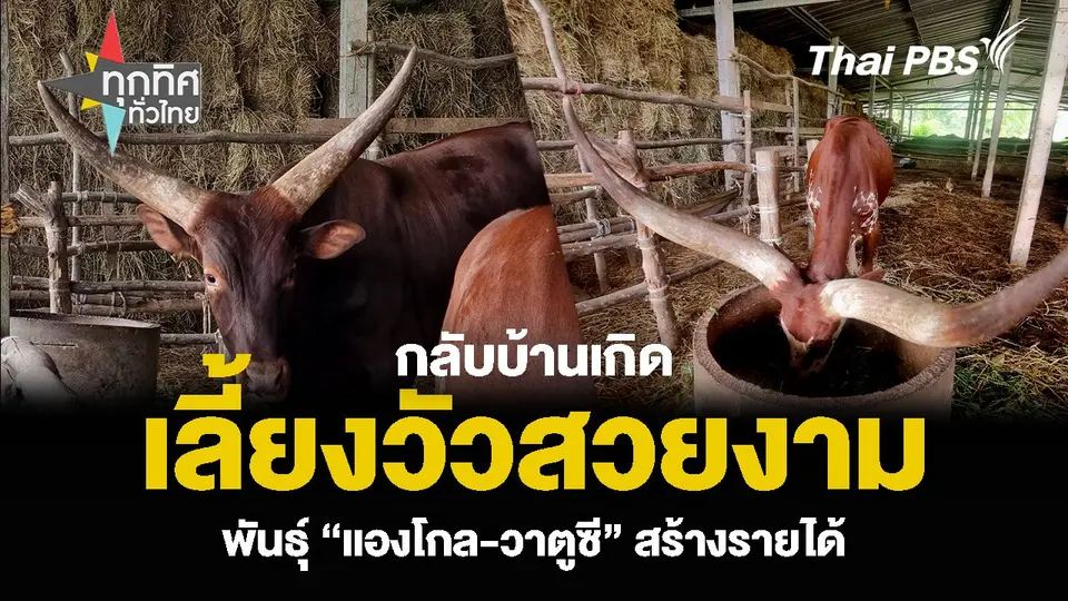 กลับบ้านเกิดไปเลี้ยงวัวสวยงาม พันธุ์ “แองโกล-วาตูซี” สร้างรายได้