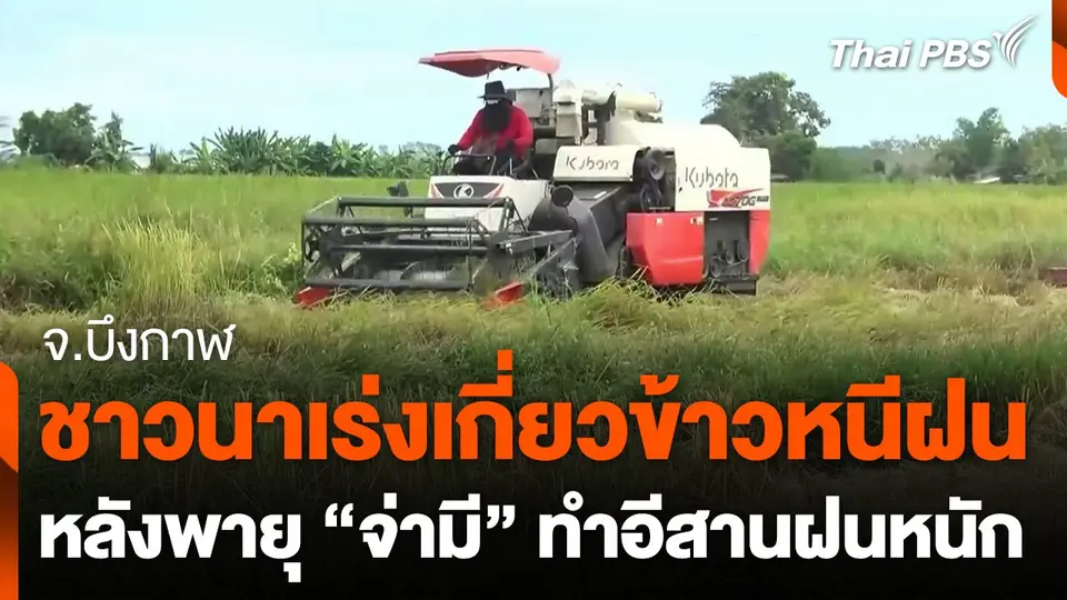 ชาวนา จ.บึงกาฬ เร่งเกี่ยวข้าวหนีฝน หลังพายุ "จ่ามี" ทำอีสานฝนหนัก