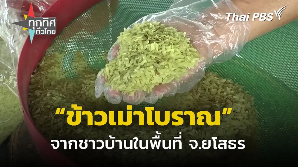 ชาวบ้านทำข้าวเม่าสูตรโบราณ จ.ยโสธร