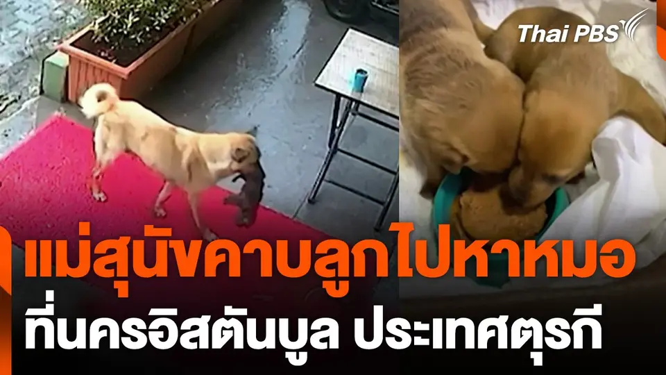 แม่สุนัขคาบลูกไปหาหมอ ที่ตุรกี