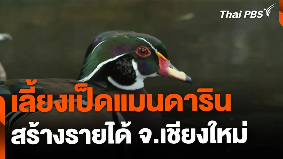 เลี้ยงเป็ดแมนดาริน สร้างรายได้ จ.เชียงใหม่