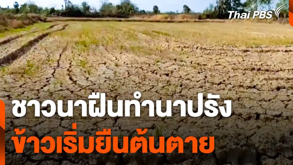ชาวนาฝืนทำนาปรัง ข้าวเริ่มยืนต้นตาย