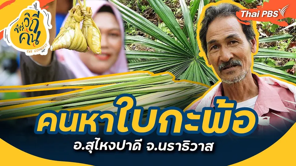 คนหาใบกะพ้อ อ.สุไหงปาดี จ.นราธิวาส : ช็อตเด็ด ซีรีส์วิถีคน