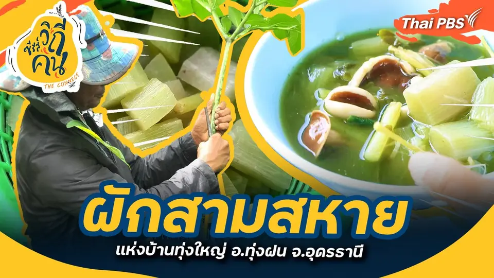 ผักสามสหายแห่งบ้านทุ่งใหญ่ อ.ทุ่งฝน จ.อุดรธานี : ช็อตเด็ด ซีรีส์วิถีคน