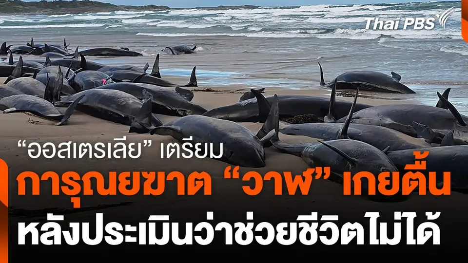 "ออสเตรเลีย" เตรียมการุณยฆาต "วาฬ" เกยตื้น