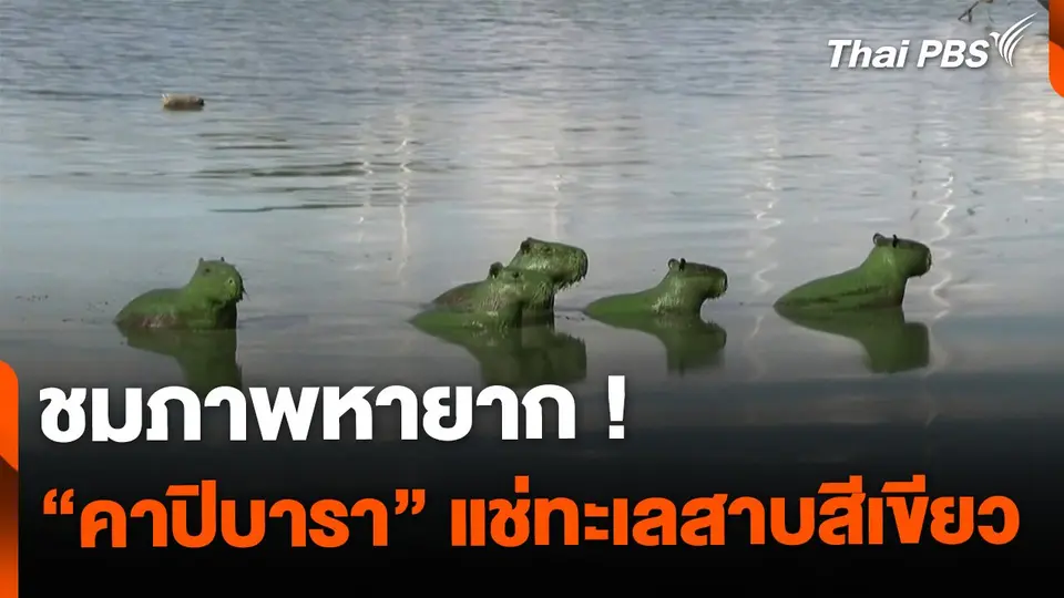 ภาพหายาก "คาปิบารา" แช่ทะเลสาบสีเขียว