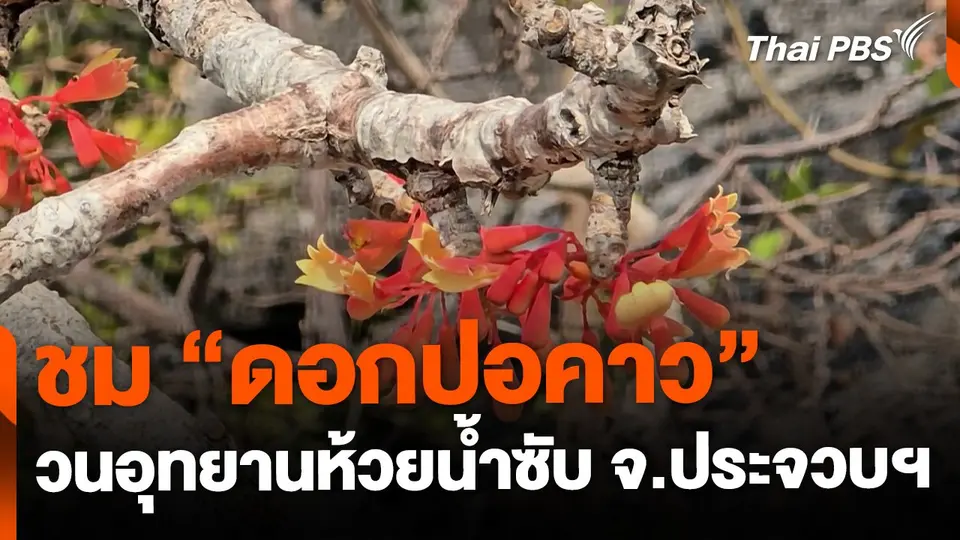 ชม "ดอกปอคาว" วนอุทยานห้วยน้ำซับ จ.ประจวบคีรีขันธ์