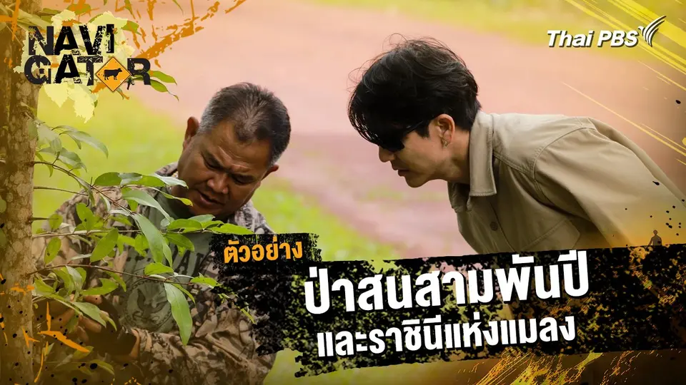 ตัวอย่าง | รายการ Navigator ตอน ป่าสนสามพันปี และราชินีแห่งแมลง | 23 ก.พ. 68 10.00 น.