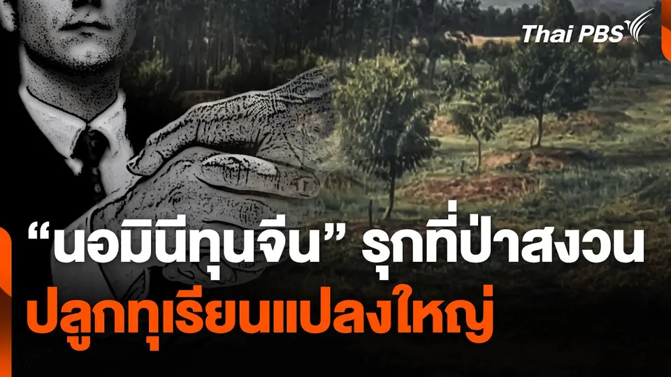 "นอมินีทุนจีน" รุกที่ป่าสงวน ปลูกทุเรียนแปลงใหญ่