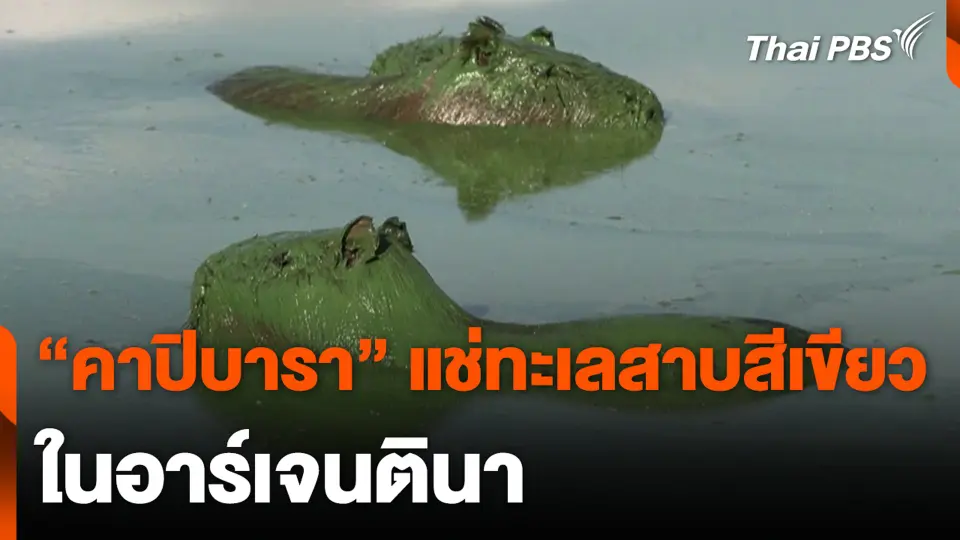 “คาปิบารา” แช่ทะเลสาบสีเขียว ในอาร์เจนตินา