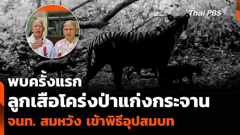 เจ้าหน้าที่แก่งกระจาน เข้าพิธีอุปสมบท หลังพบลูกเสือโคร่งครั้งแรก