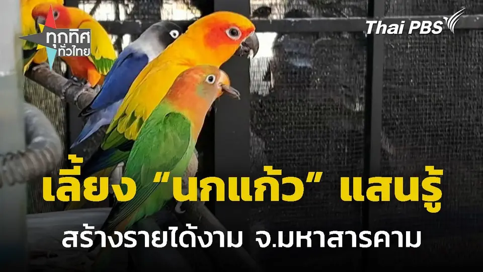 เลี้ยงนกแก้วแสนรู้ สร้างรายได้งาม จ.มหาสารคาม