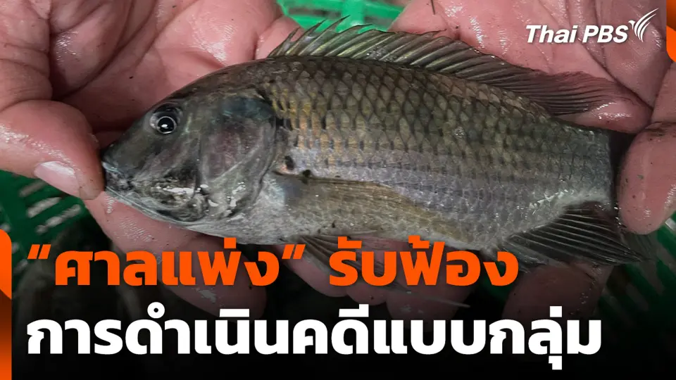 “ศาลแพ่ง” รับฟ้องการดำเนินคดีแบบกลุ่ม “ปลาหมอคางดำ”