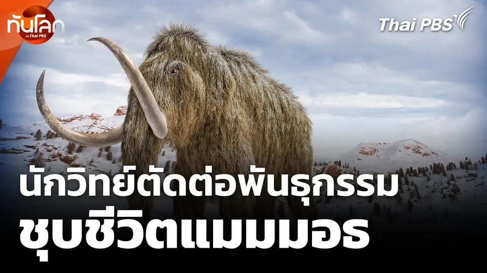 นักวิทยาศาสตร์สหรัฐฯ ตัดต่อพันธุกรรมหนูเตรียมชุบชีวิตแมมมอธ