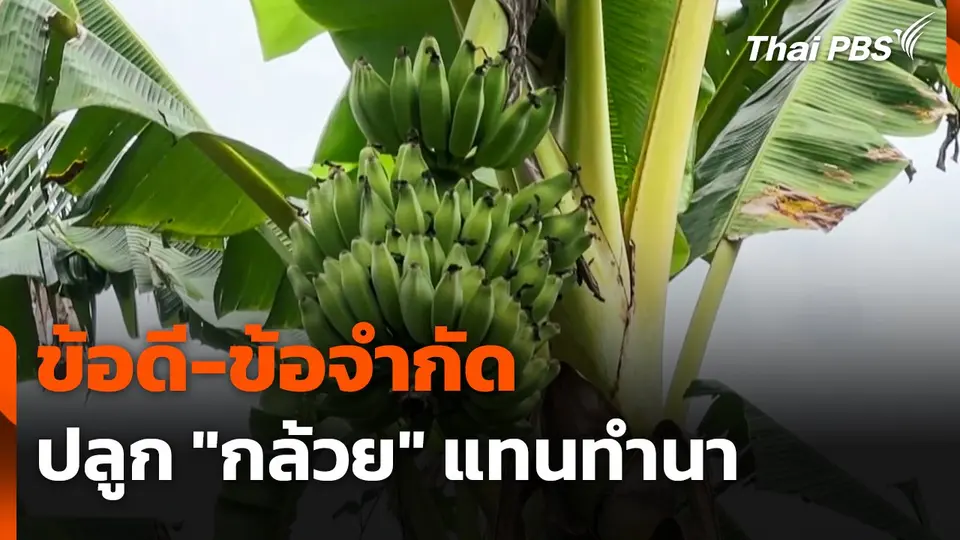ข้อดี-ข้อจำกัด ปลูก "กล้วย" แทนทำนา