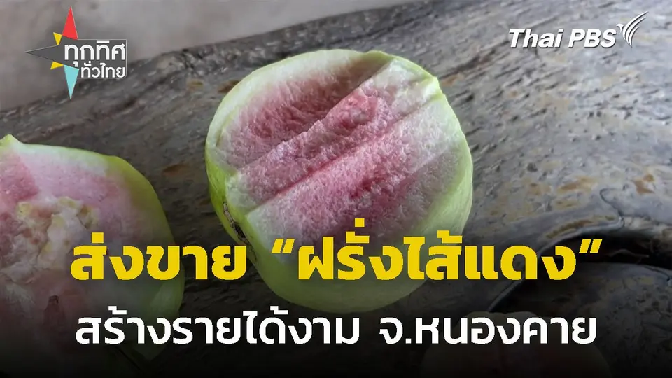 ส่งขาย "ฝรั่งไส้แดง" ข้ามประเทศ รายได้งาม จ.หนองคาย