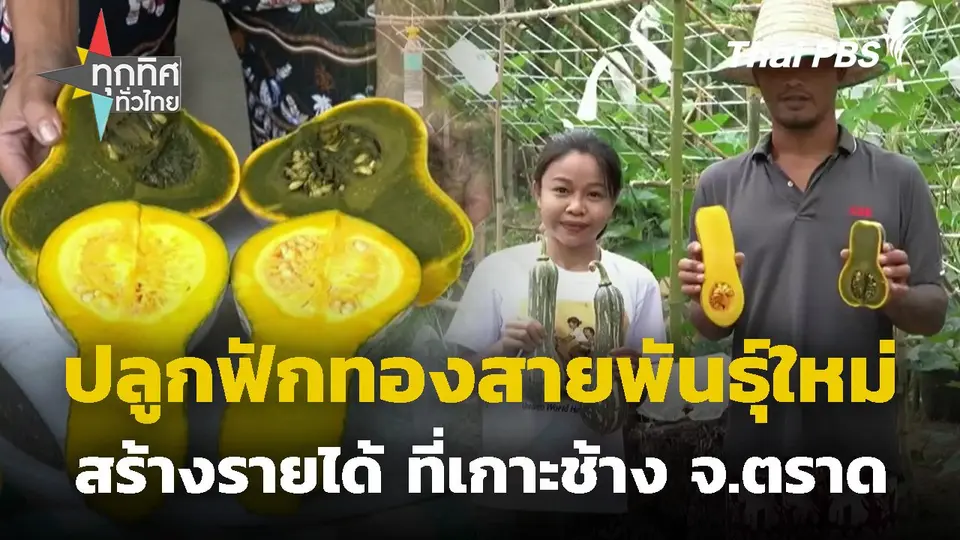 ทดลองปลูกฟักทองสายพันธุ์ใหม่ที่เกาะช้าง จ.ตราด