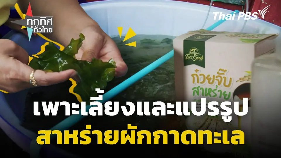 เพาะเลี้ยงและแปรรูปสาหร่ายผักกาดทะเล